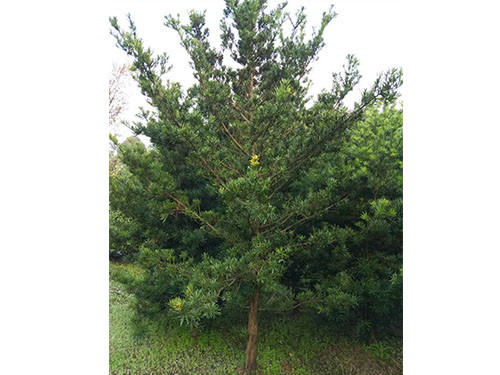 羅漢松毛胚20 羅漢松毛胚20