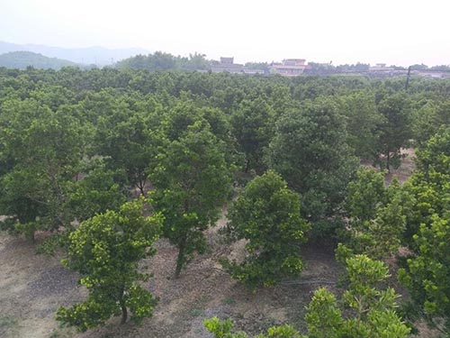 造型羅漢松2 造型羅漢松2